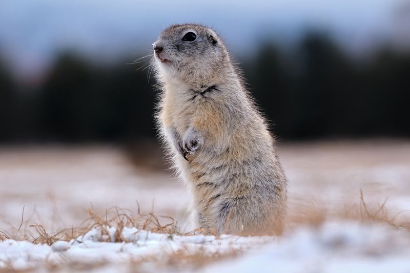суслики Суслики фото превью