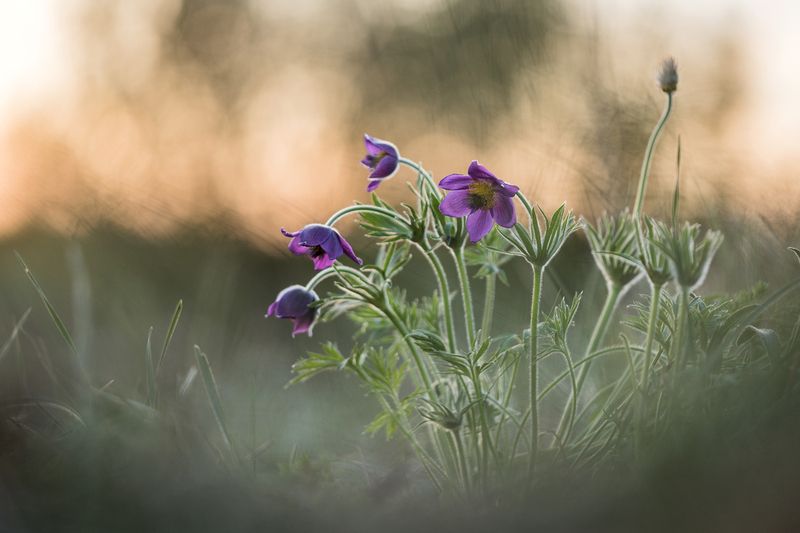 Степные сны фото превью