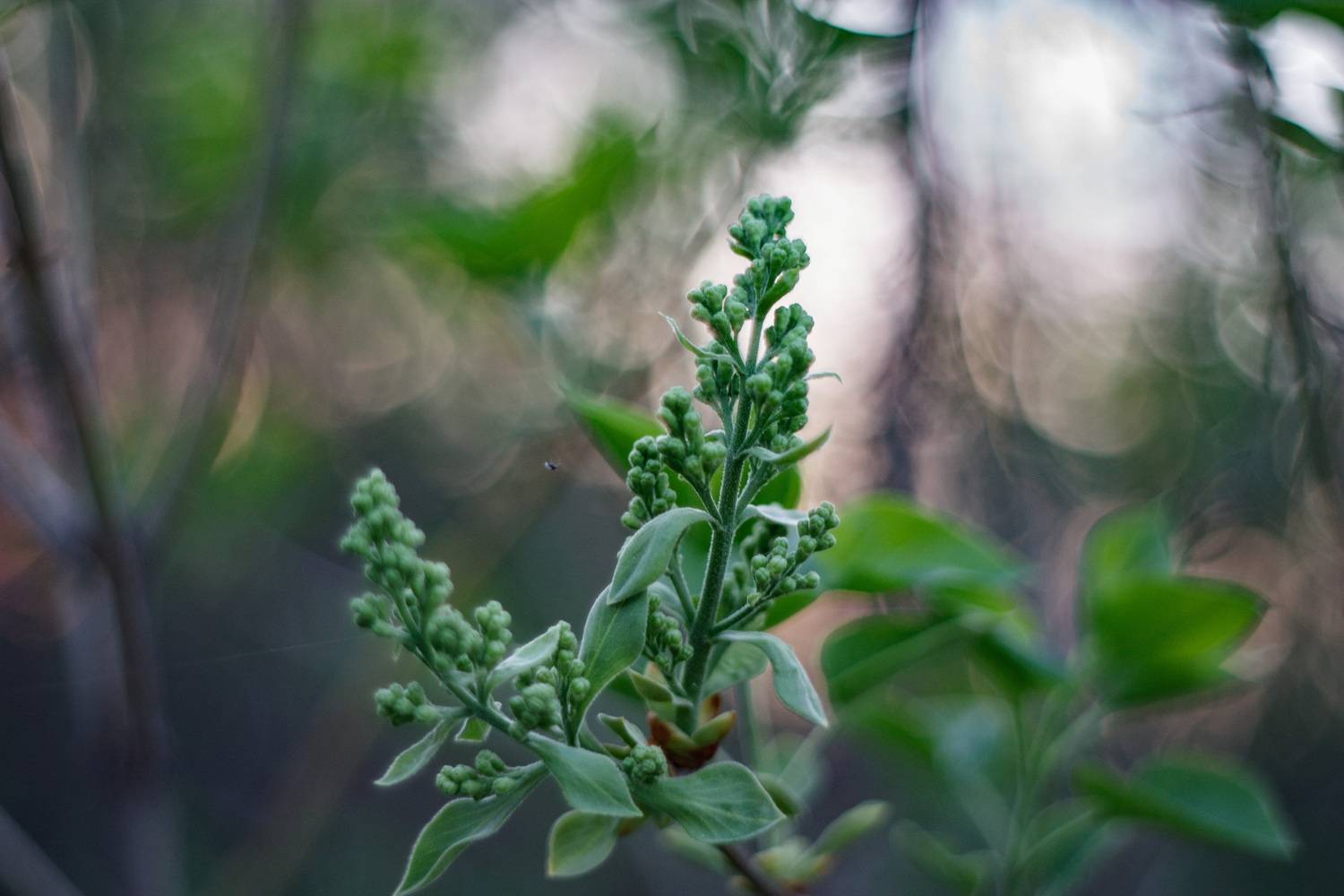 , Лофицкая Лариса