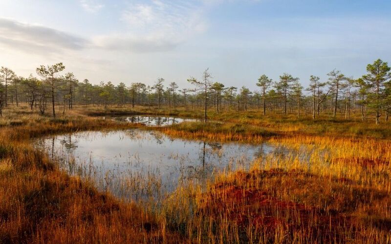 Рыжее болото фото превью
