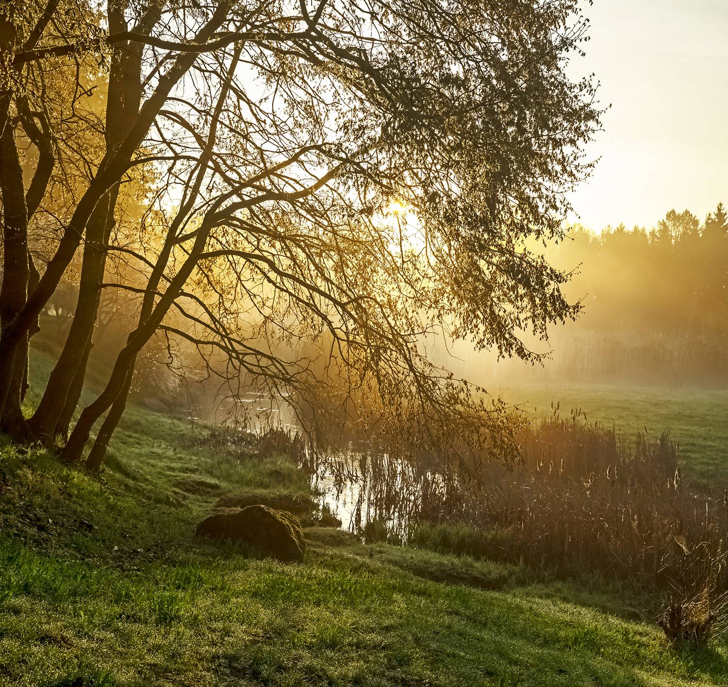 morning light, Eugenijus Rauduve