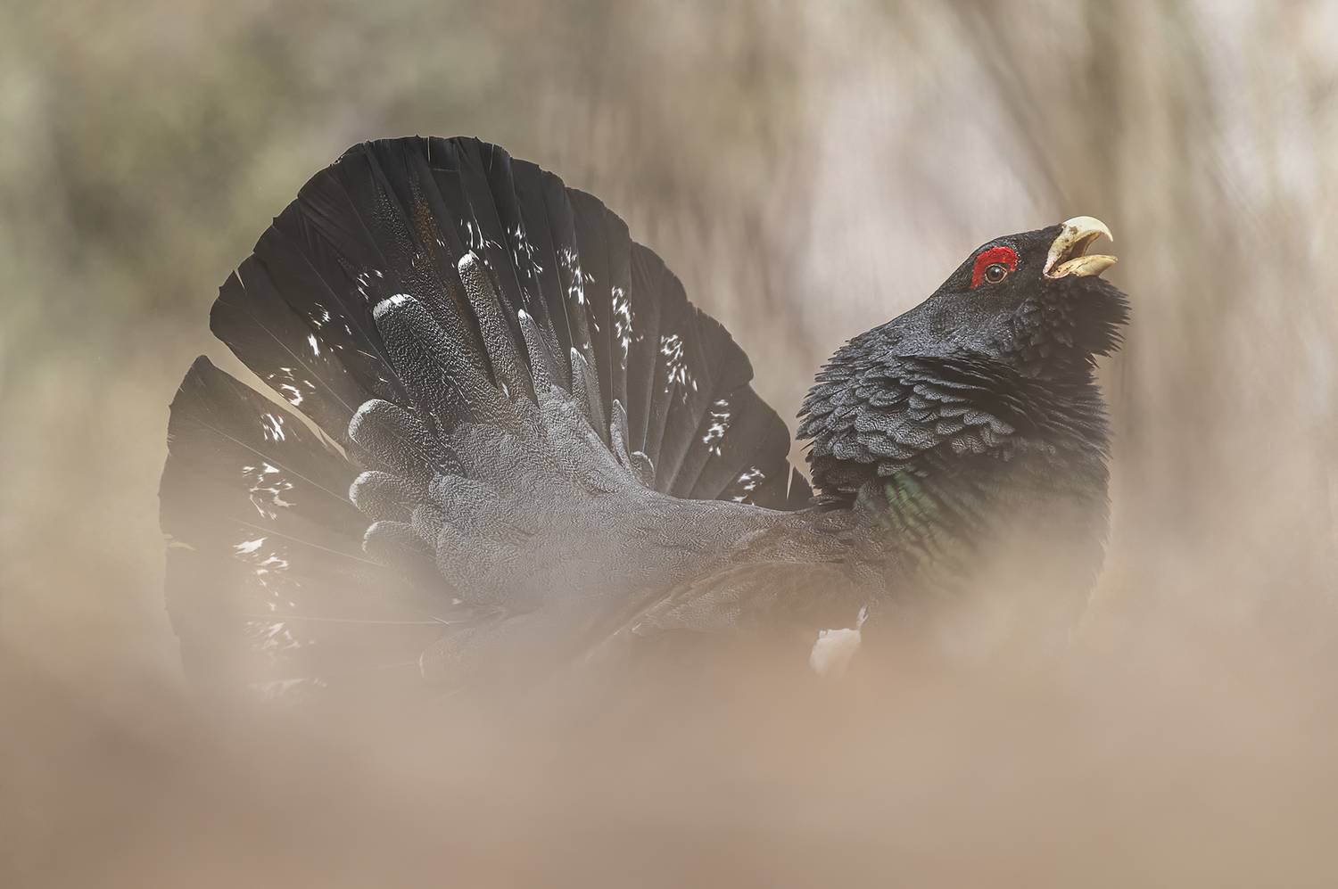 глухарь, красноярские столбы, птицы, Андреева Светлана