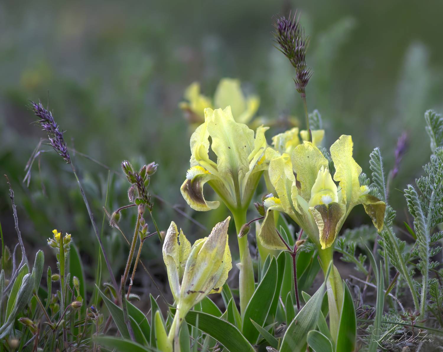 , Виктор Лебедь