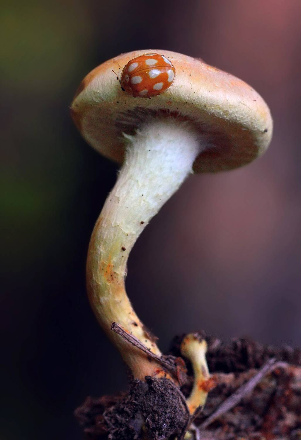 , Галина Горькавая