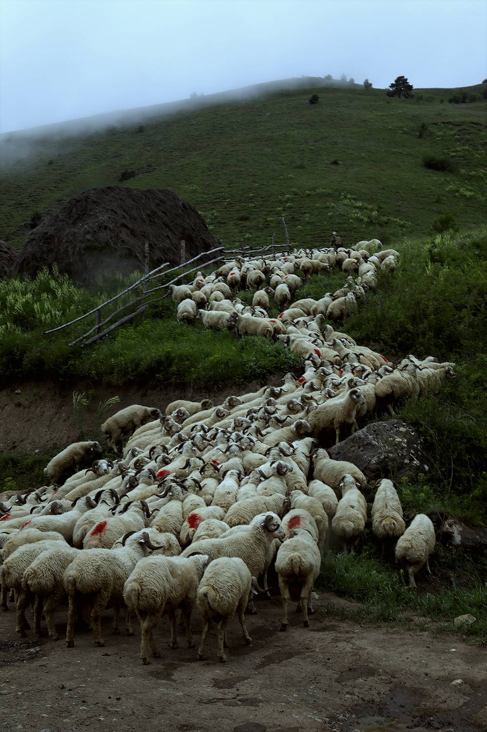 , Туева Наталья