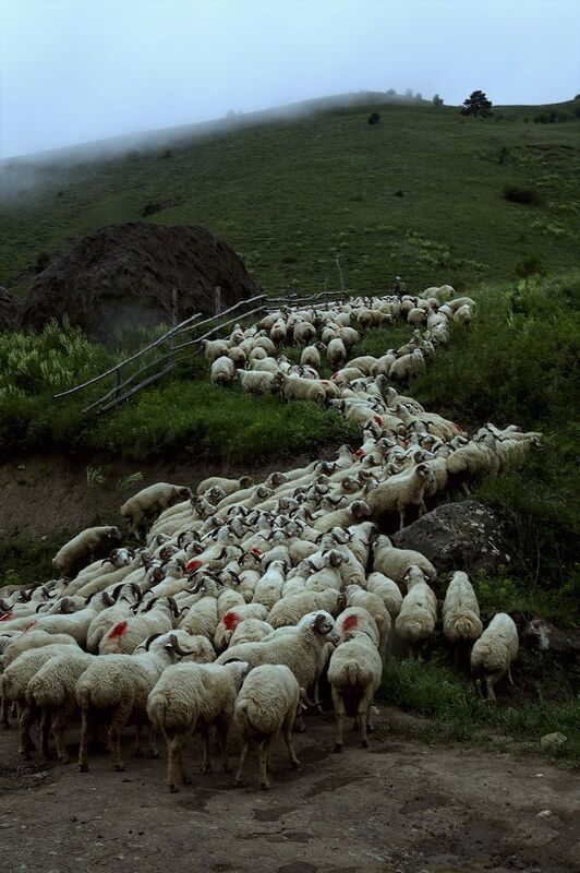 Стадо идёт вверх фото превью