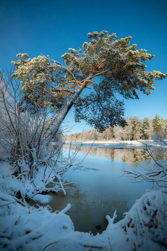 весна, снег, лес, урал, солнце, река, вода Белая весна фото превью