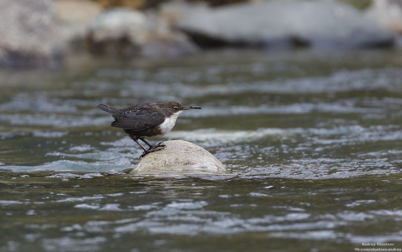 солнце, россия, рассвет, природа, подмосковье, погода, пейзажи, пейзаж, отражение, наукоград, красота, дубна, вода, весна, weather, water, spring, russia, reflection, naukograd, nature, moscow, landscape, dawn, canon, dubna, beauty *** фото превью