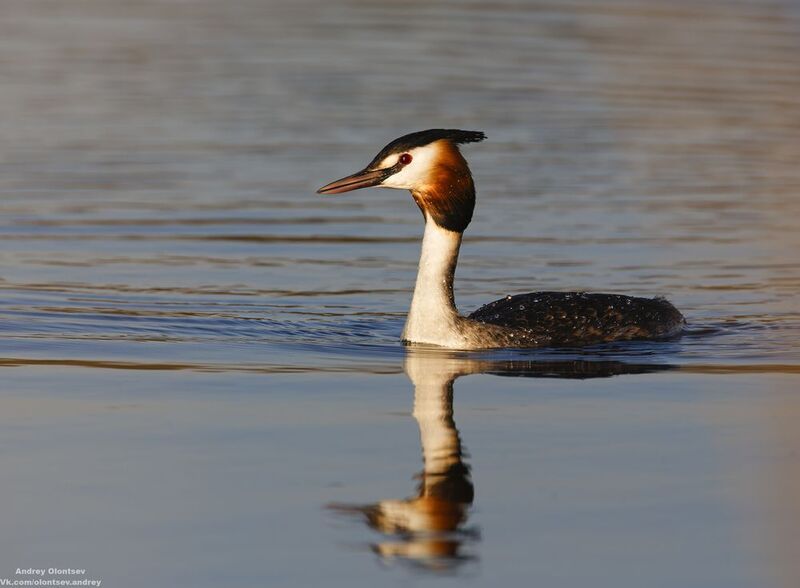 солнце, россия, рассвет, природа, подмосковье, погода, пейзажи, пейзаж, отражение, наукоград, красота, дубна, вода, весна, weather, water, spring, russia, reflection, naukograd, nature, moscow, landscape, dawn, canon, dubna, beauty *** фото превью