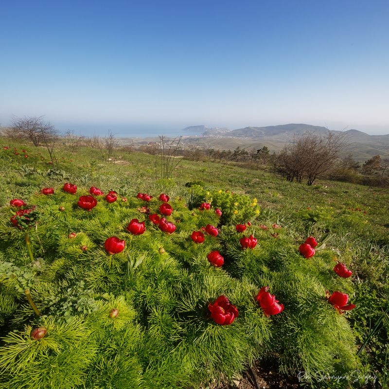 фото превью
