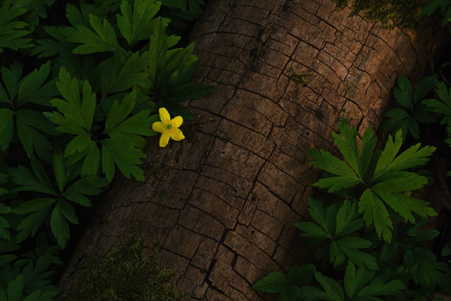 , Захаров Дмитрий