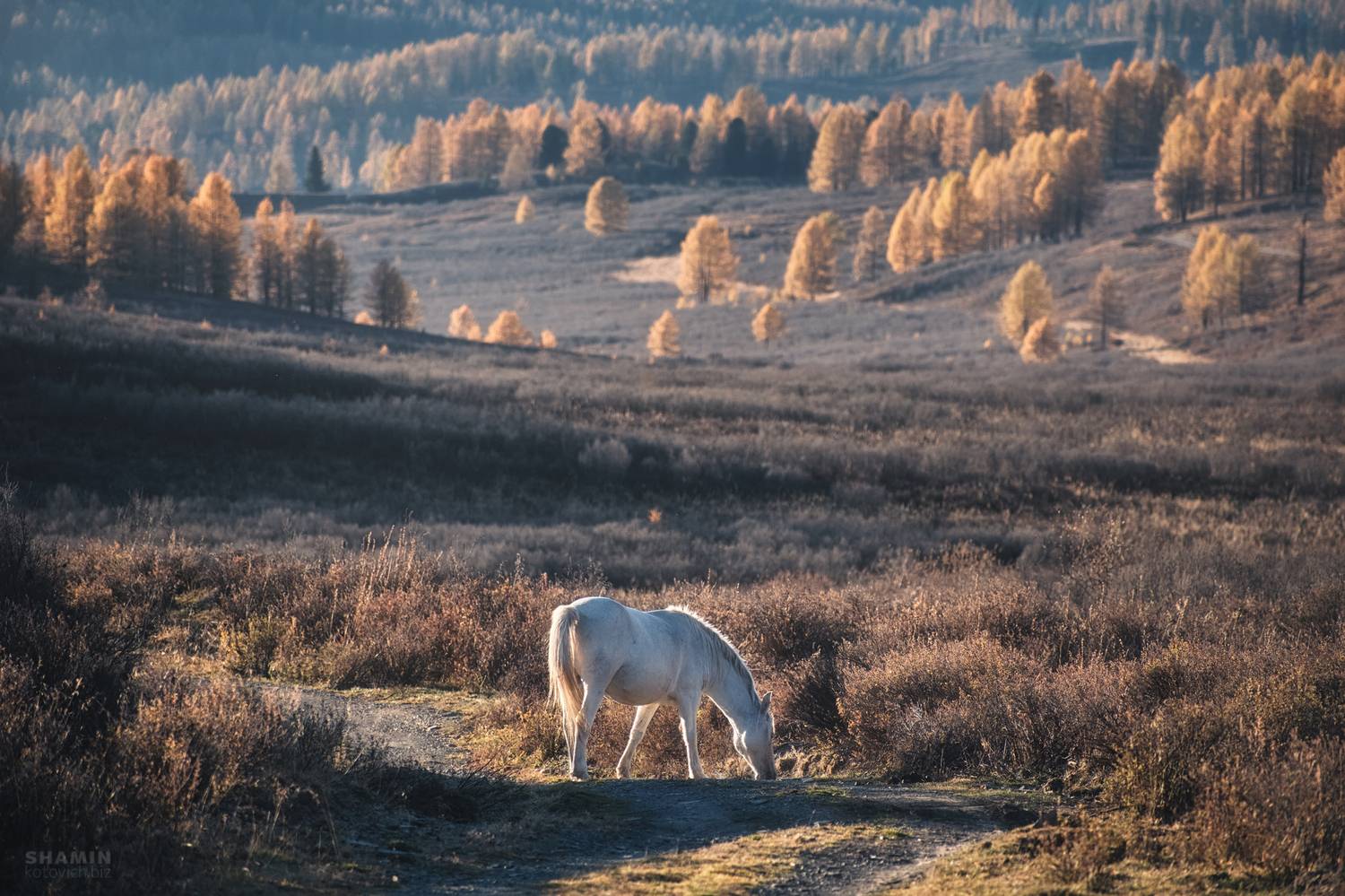 , Константин Шамин