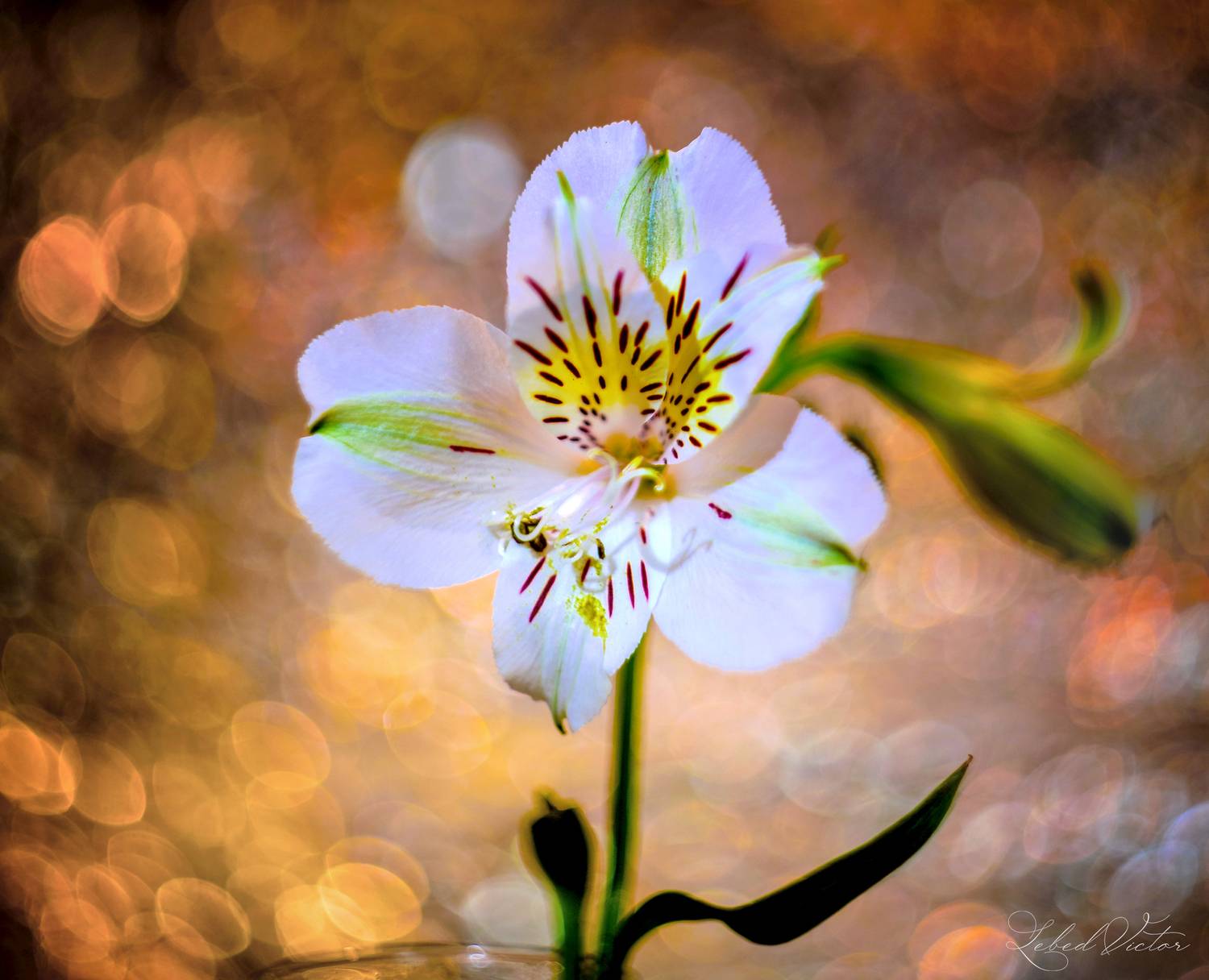 , Виктор Лебедь