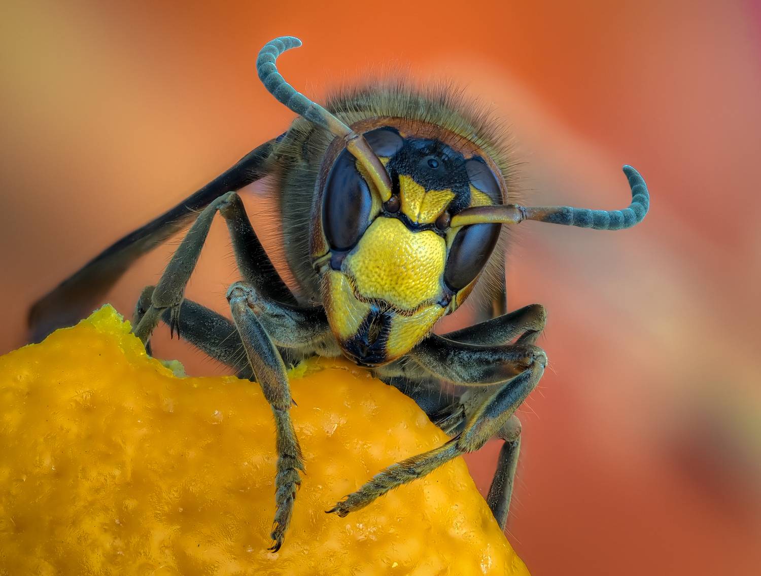 , Олег Савицкий