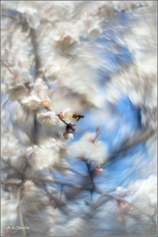 абрикос,цветение,апрель,хоровод Апрельский хоровод фото превью