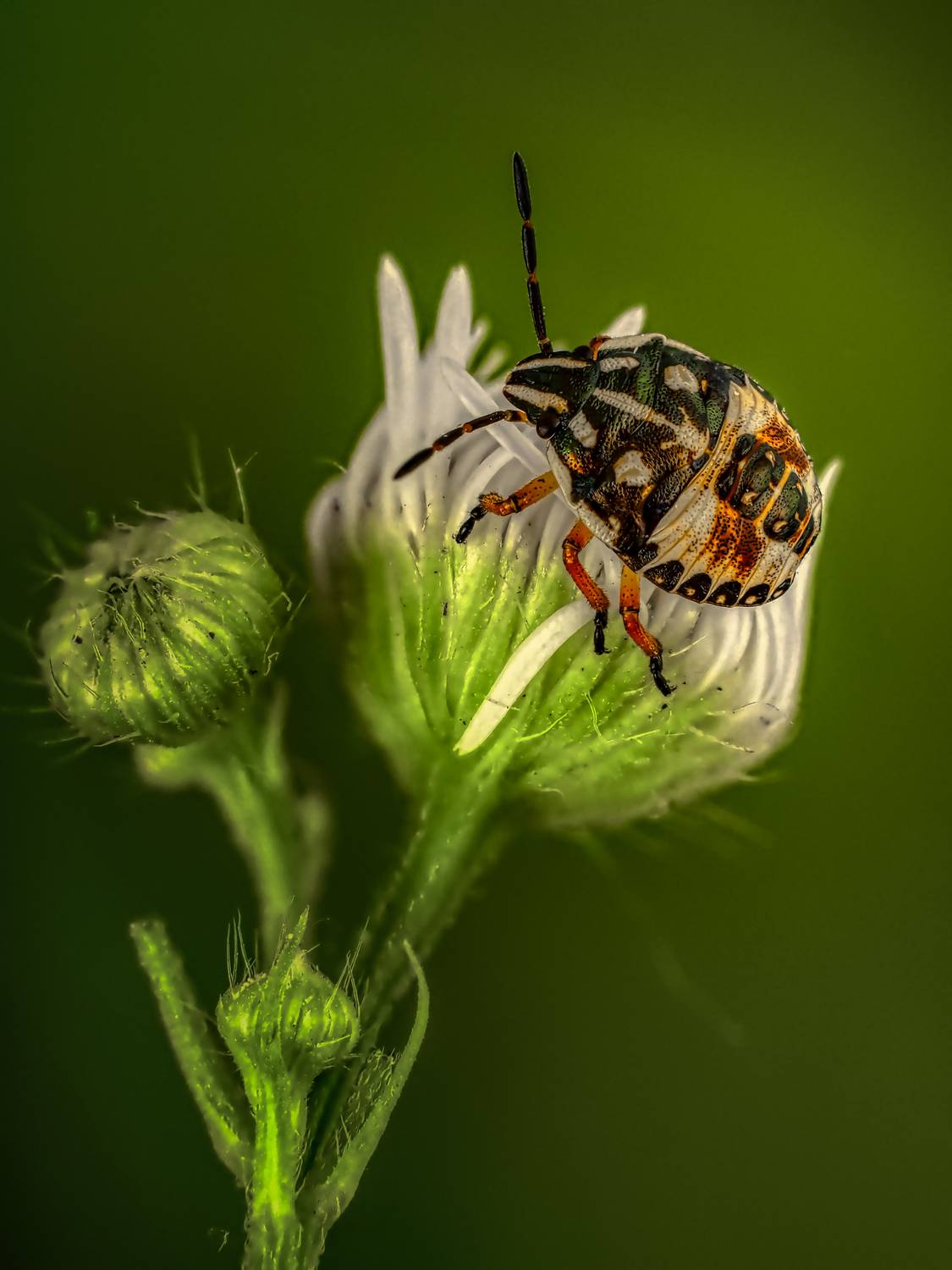 , Олег Савицкий