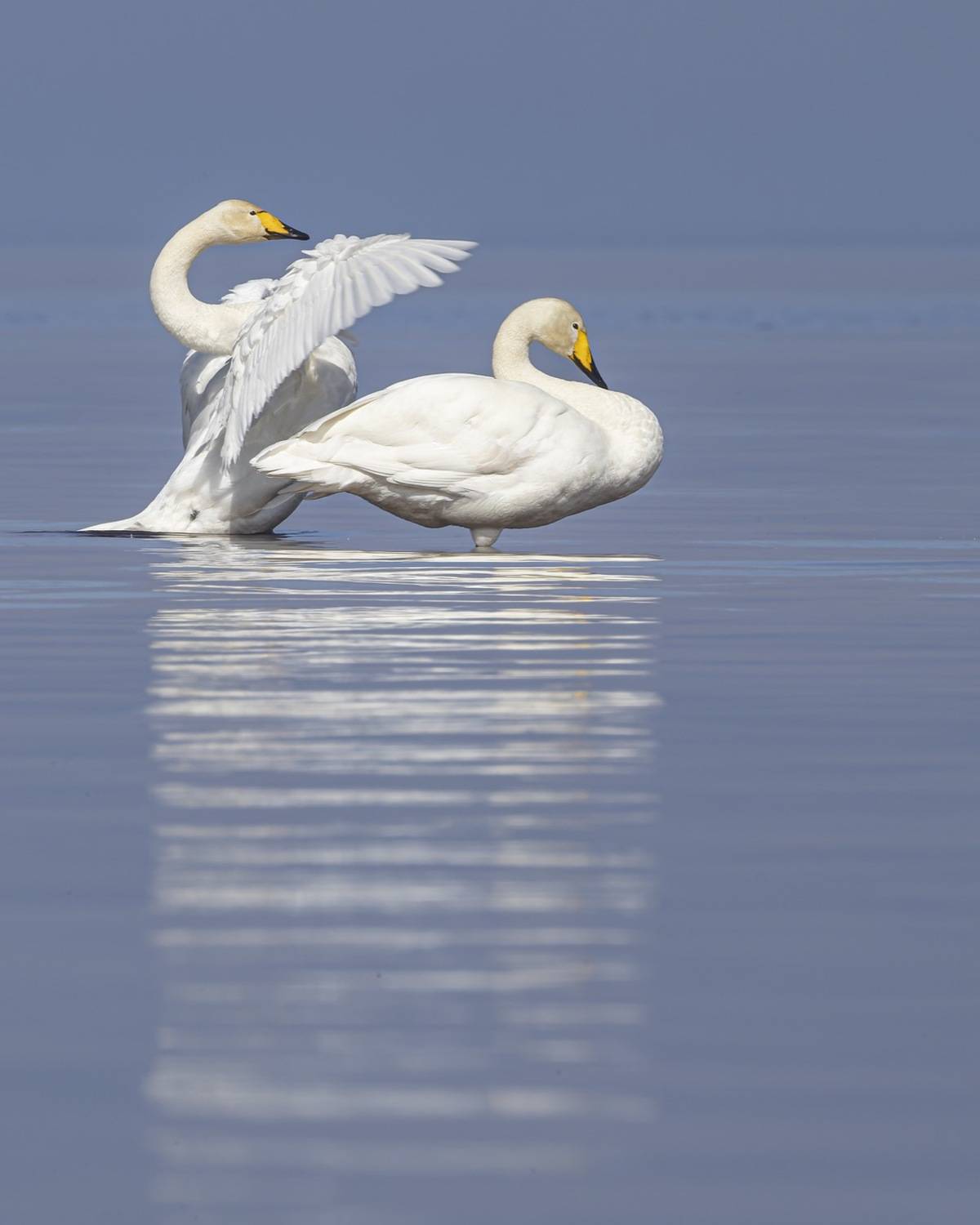 лебедь-кликун, лебедь кликун, лебедь, кликун, Руслан Pl