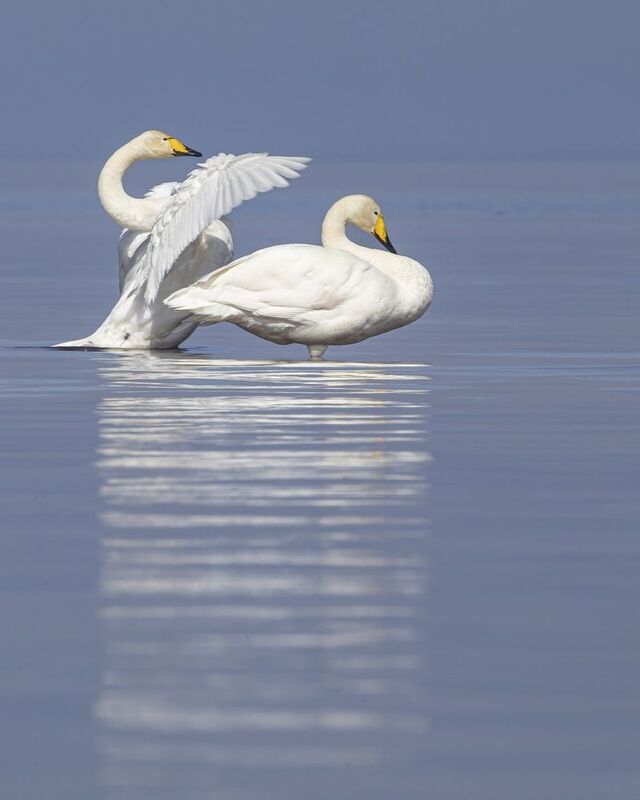 лебедь-кликун, лебедь кликун, лебедь, кликун Лебедь-кликун фото превью