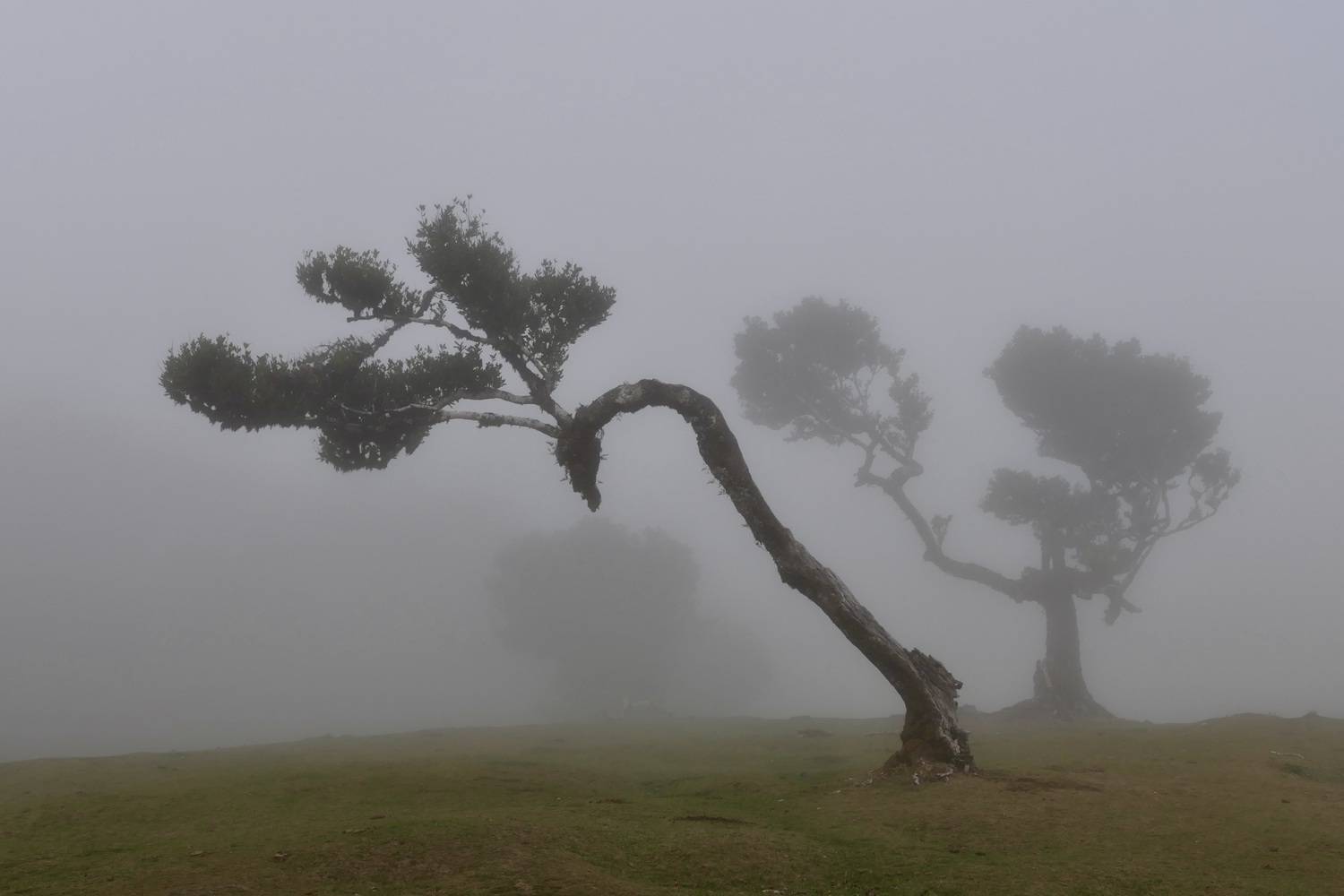 Landscapes, Madeira, Fanal Forest, Mood, Trees, Fog, , Svetlana Povarova Ree