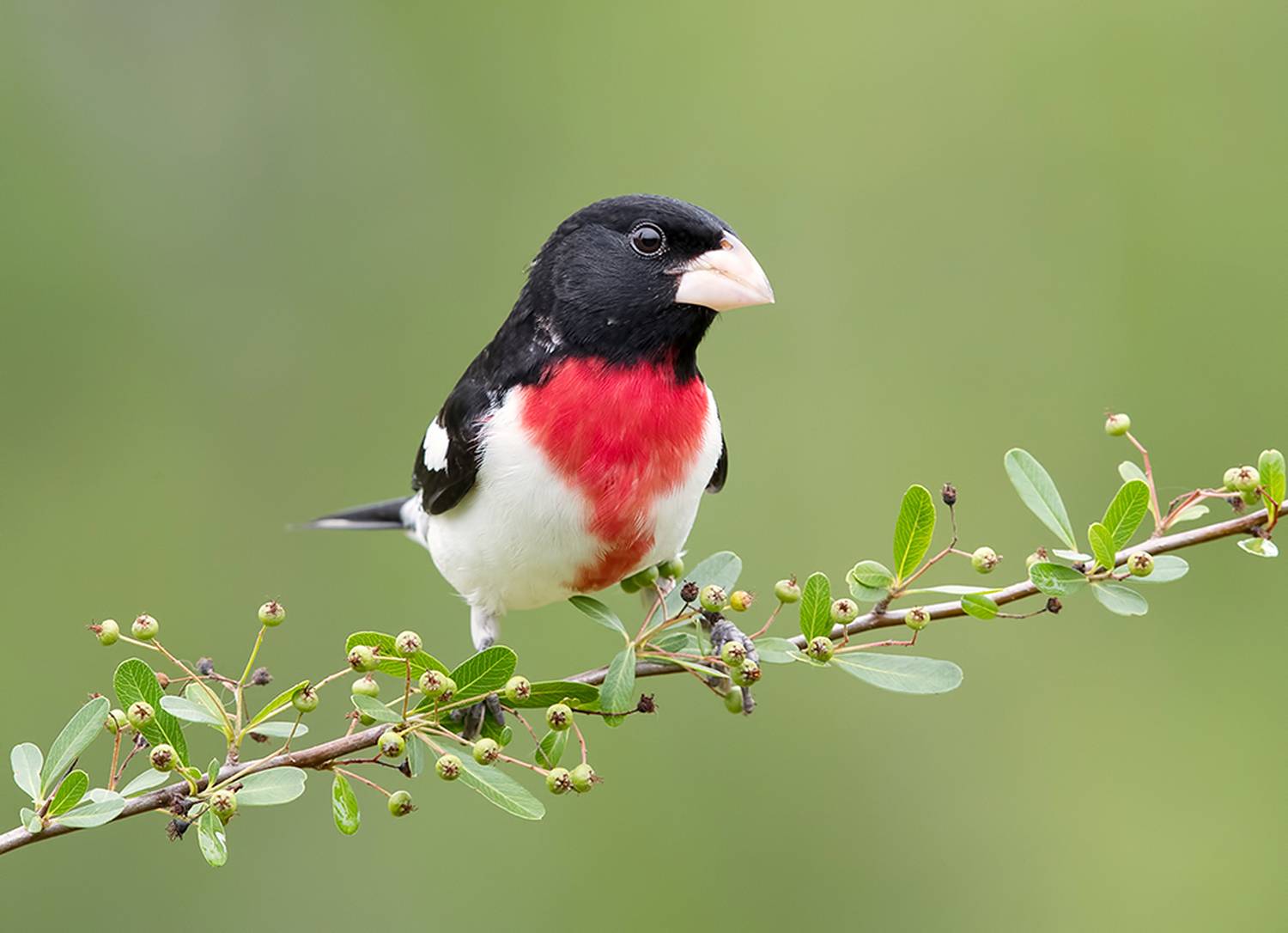 rose-breasted grosbeak, красногрудый дубоносовый кардинал, кардинал,cardinal, весна, Etkind Elizabeth