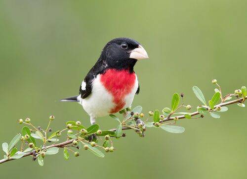 Rose-breasted Grosbeak - Красногрудый дубоносовый кардинал