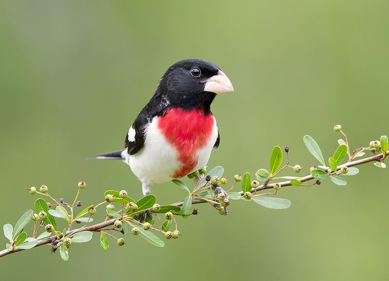 rose-breasted grosbeak, красногрудый дубоносовый кардинал, кардинал,cardinal, весна Rose-breasted Grosbeak - Красногрудый дубоносовый кардинал фото превью