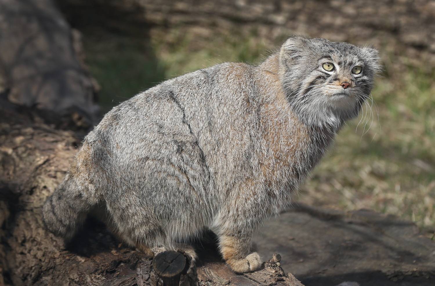 , Бибичков Михаил