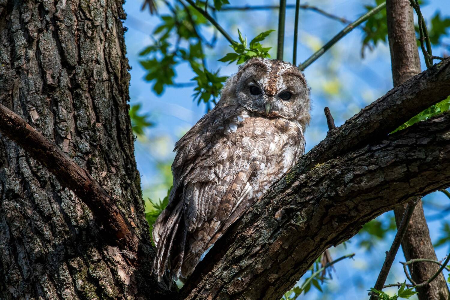 , Павел Ныриков