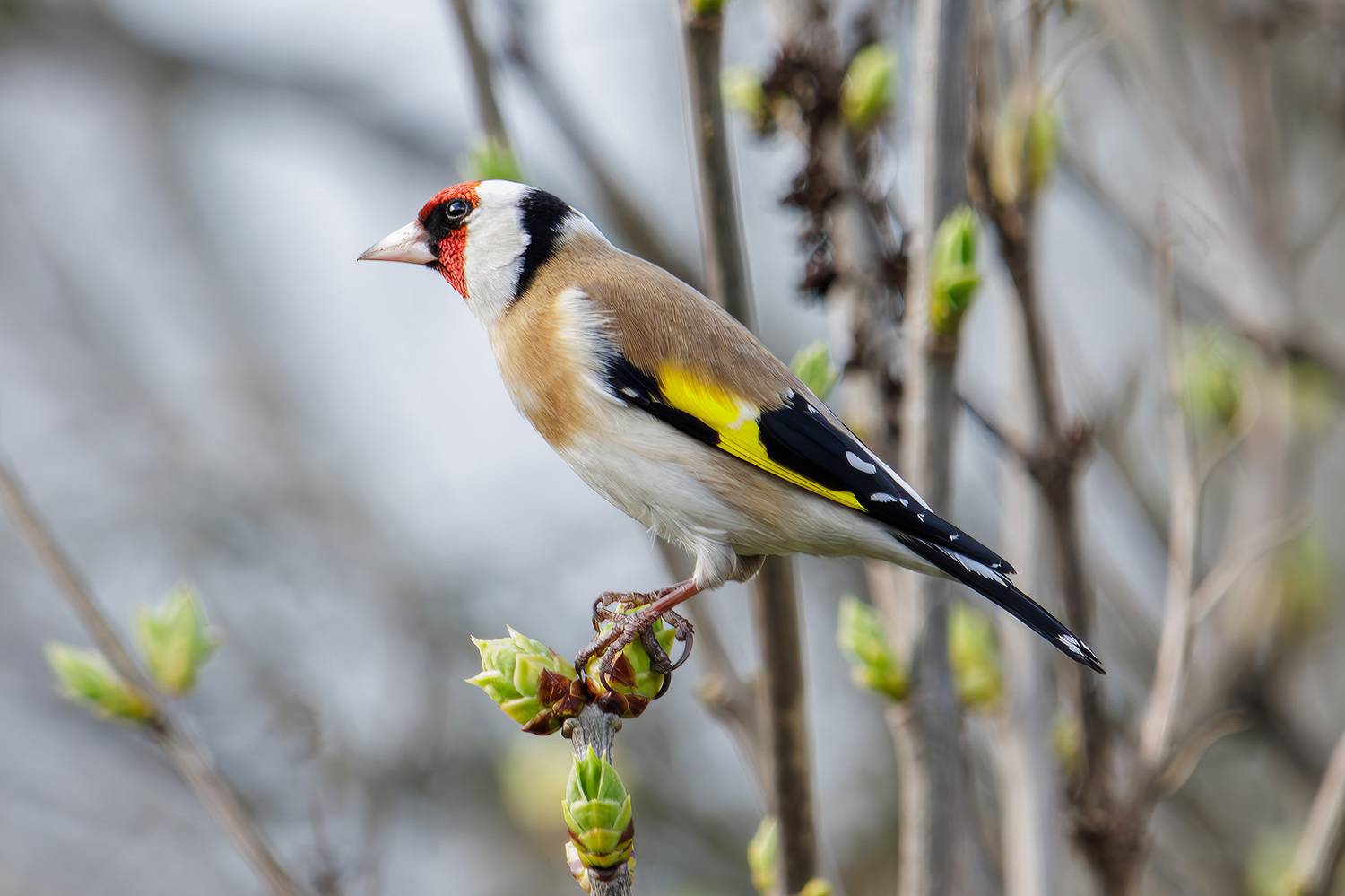 , Морозов Сергей