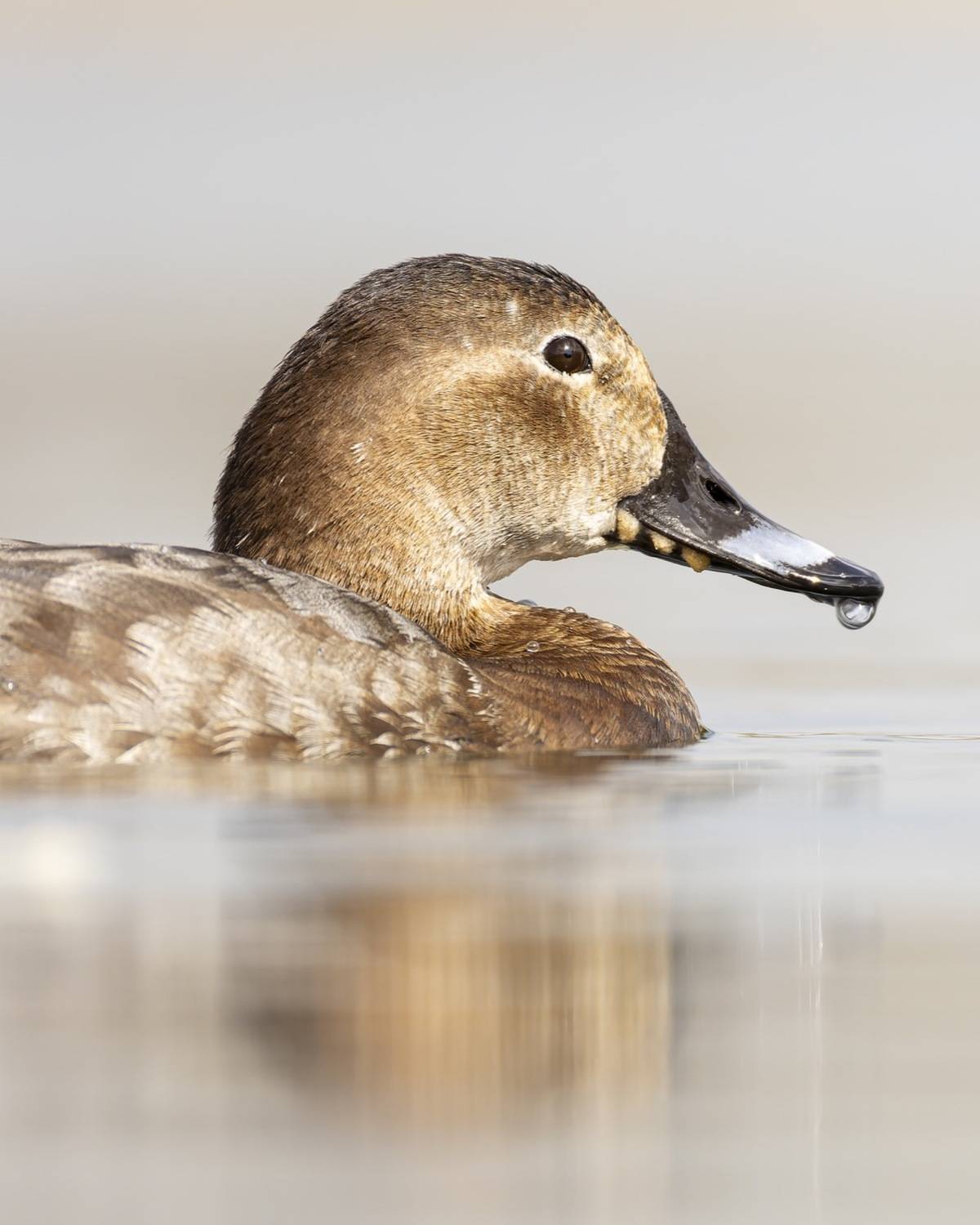 красноголовый нырок, нырок, птицы, Руслан Pl