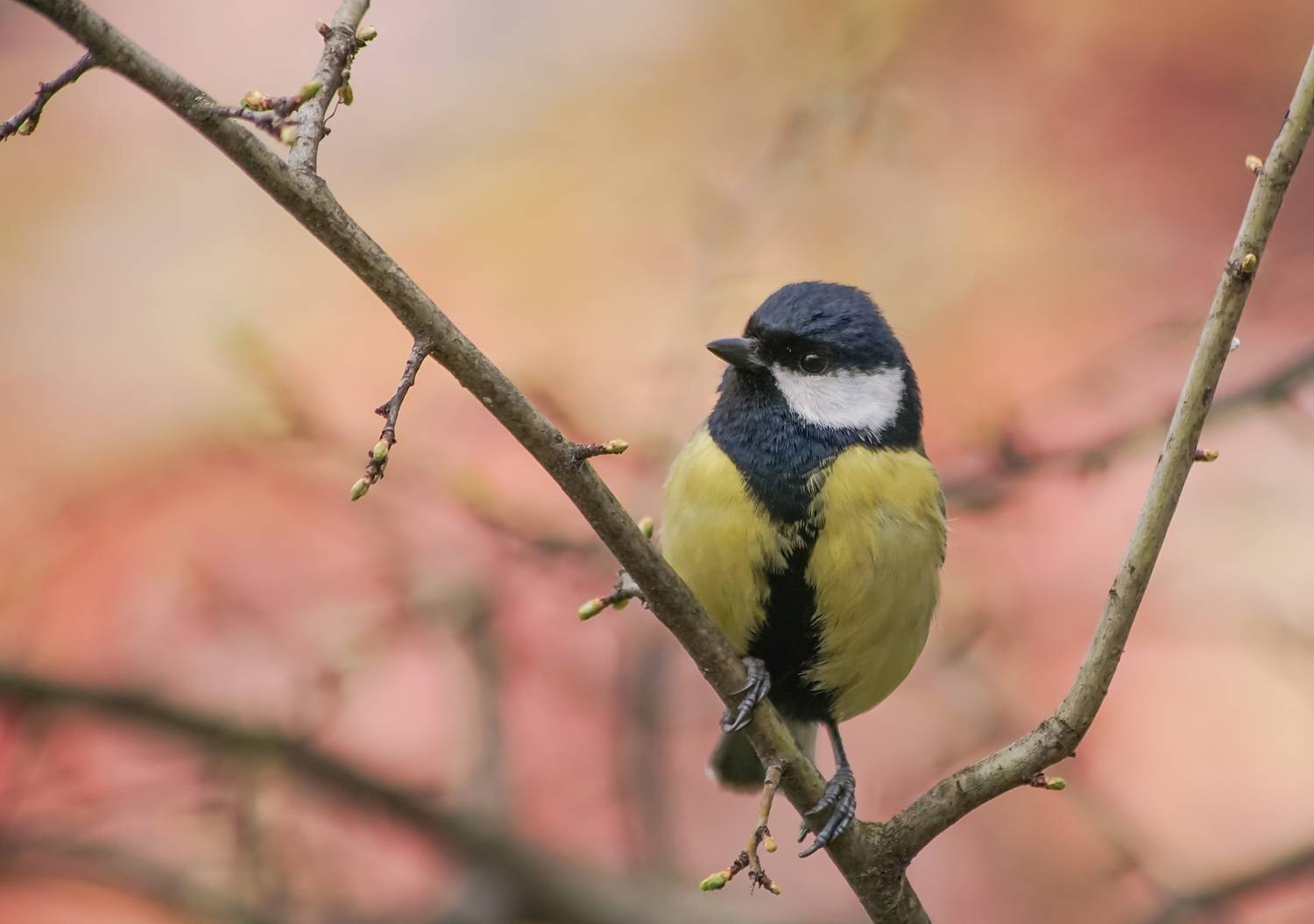 Синица, Чепленко Алексей
