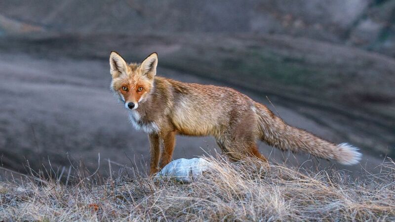северное приэльбрусье, кабардино-балкария Лиса фото превью