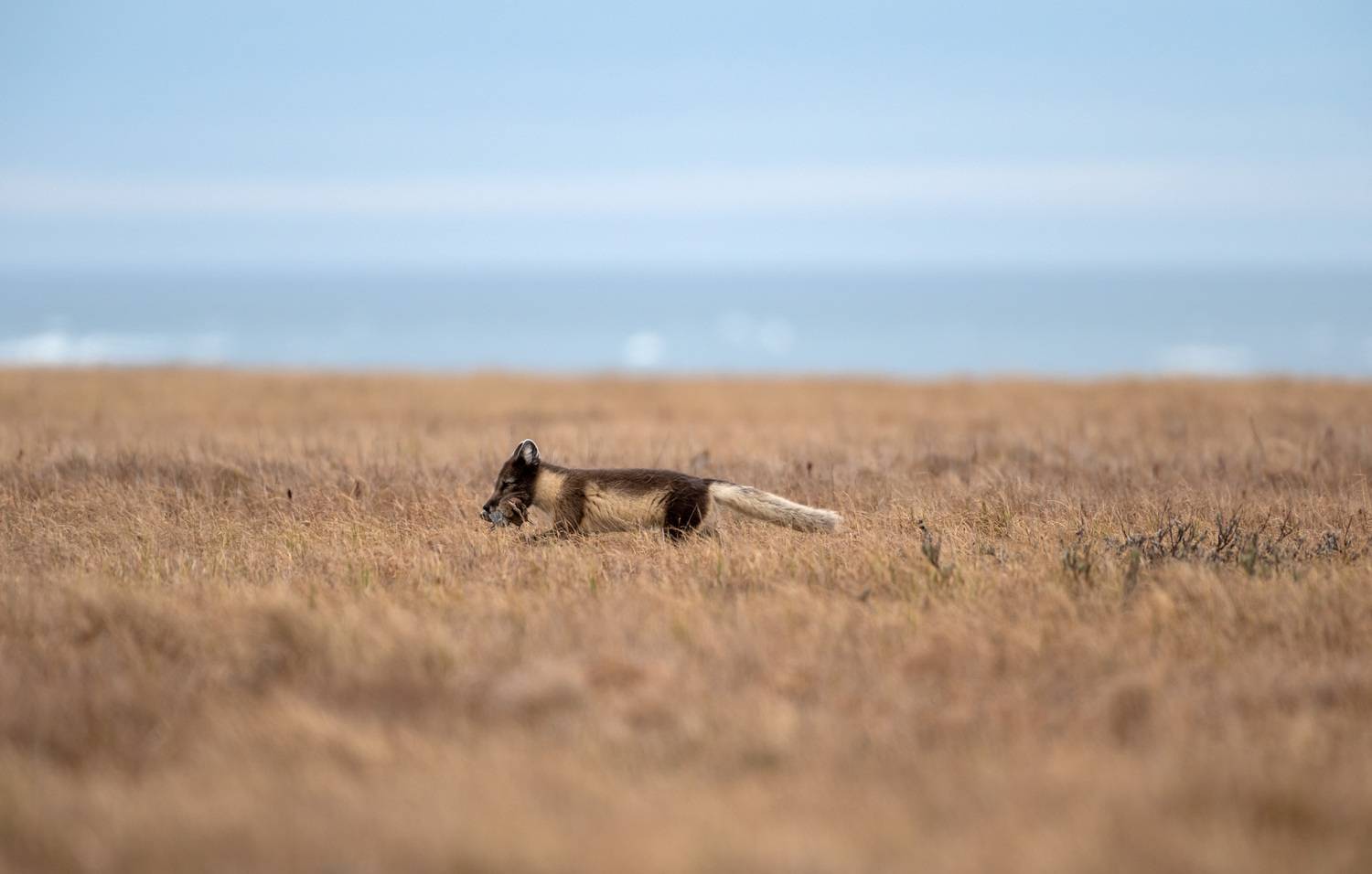 животные,песец,харасавэй,ямало-ненецкий ао., алексей овчинников