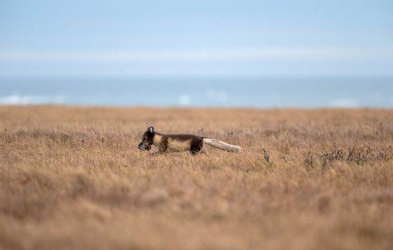 животные,песец,харасавэй,ямало-ненецкий ао. вкусняшки фото превью