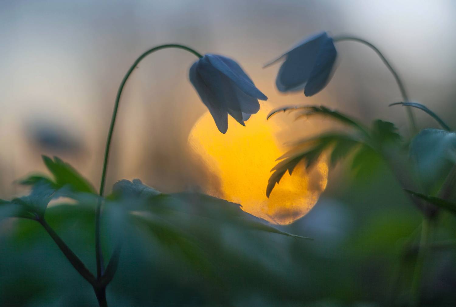 рассвет, весна, цветы, Свистков Александр