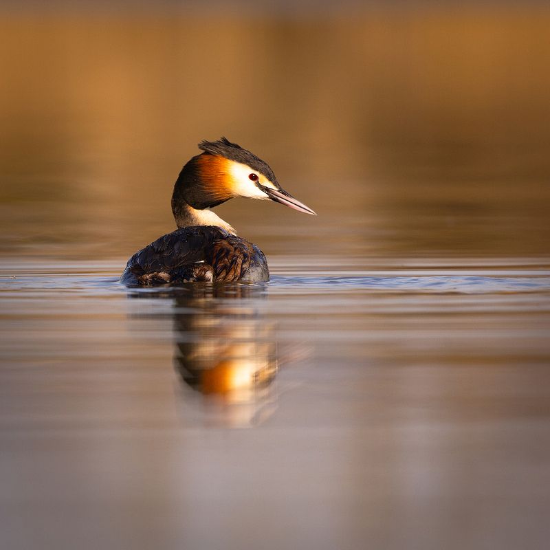 Great Crested Grebe фото превью