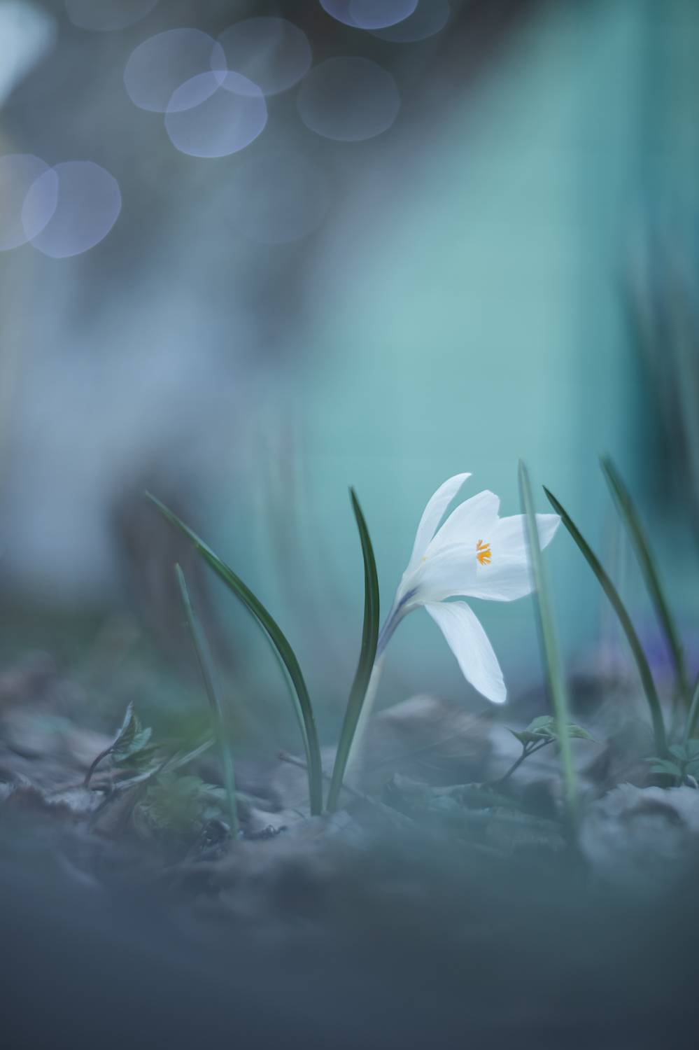 гелиос, боке, мануальнаяоптика, manuallens, helios, helios40_2, bokeh, Обидина Мария