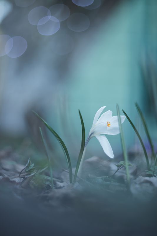 гелиос, боке, мануальнаяоптика, manuallens, helios, helios40_2, bokeh Нежный апрельский вечер фото превью