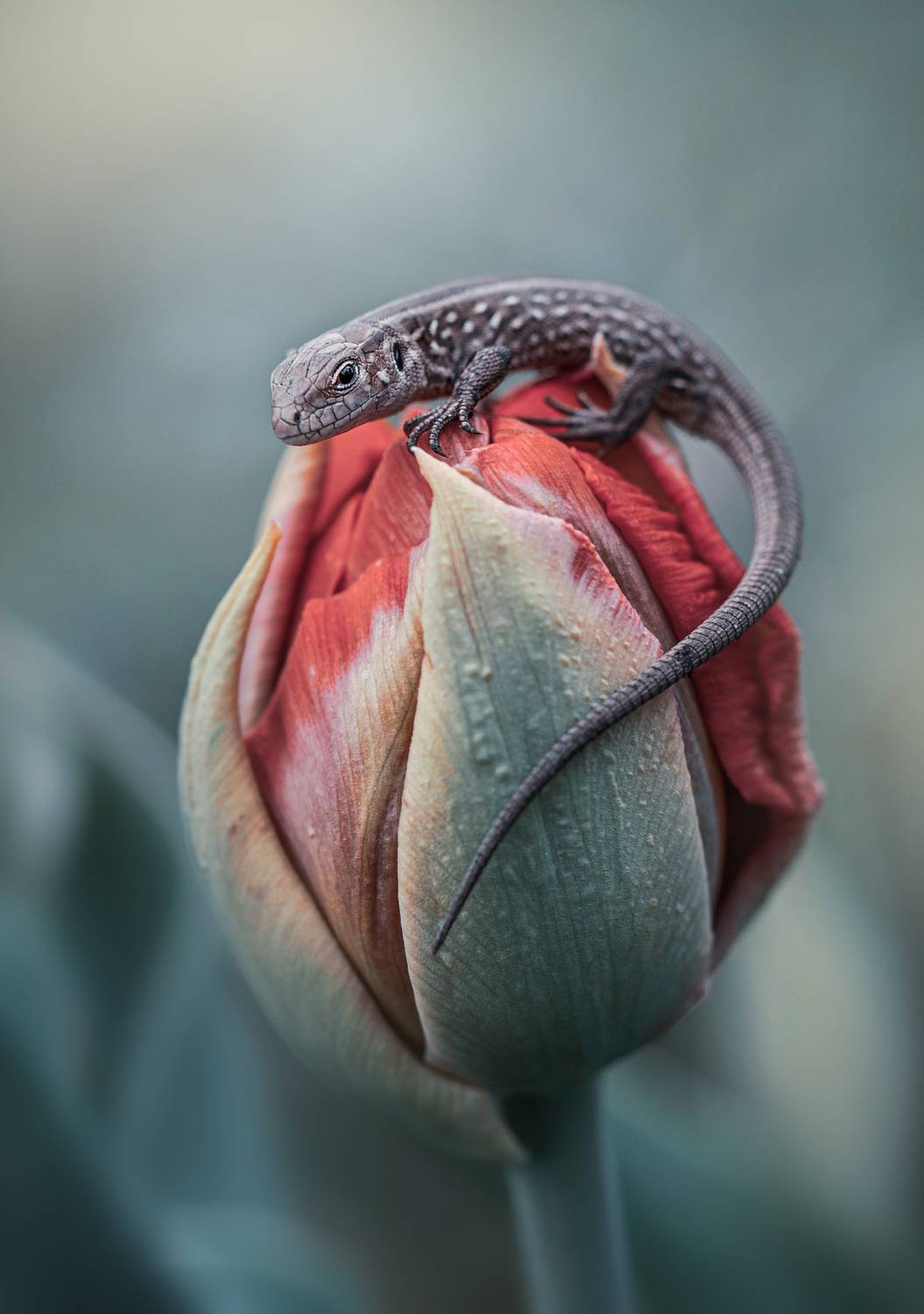 , Лапшина Владлена