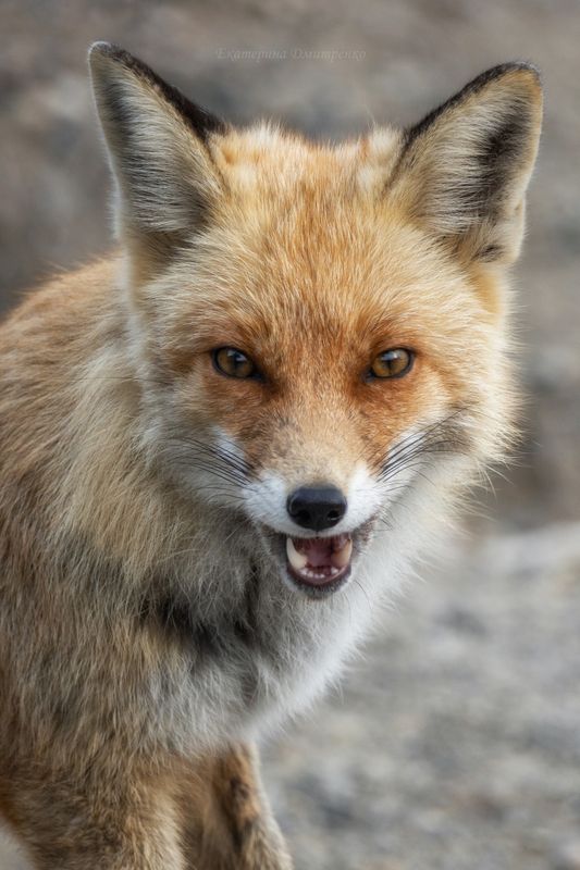 Новосветский лис фото превью