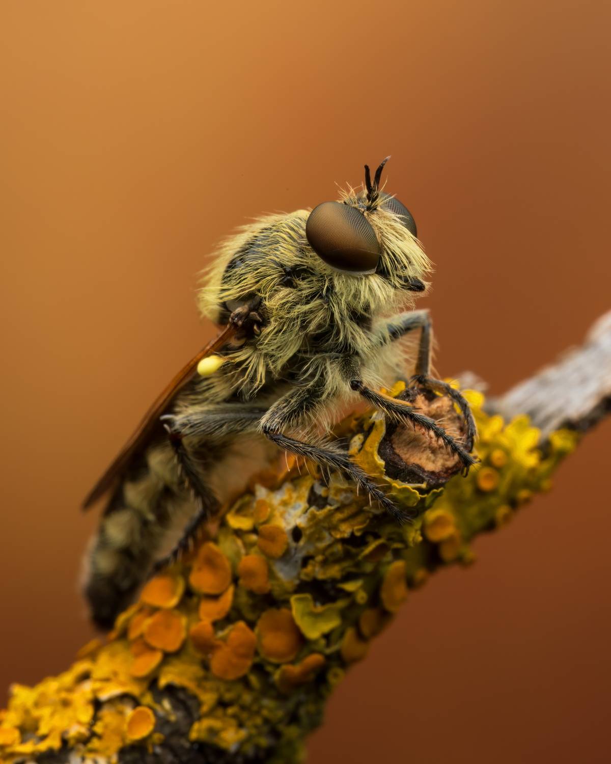 , Фруман Евгений