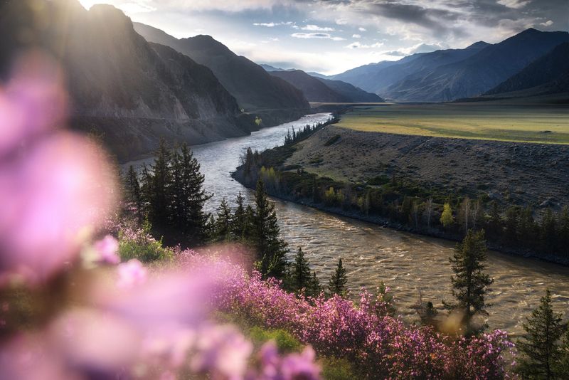 алтай, горный алтай, пейзажи алтая, онгудайский район, горная река, катунь, май, весна, горы, весенний алтай, бомы, катунские террасы Свечение маральника фото превью