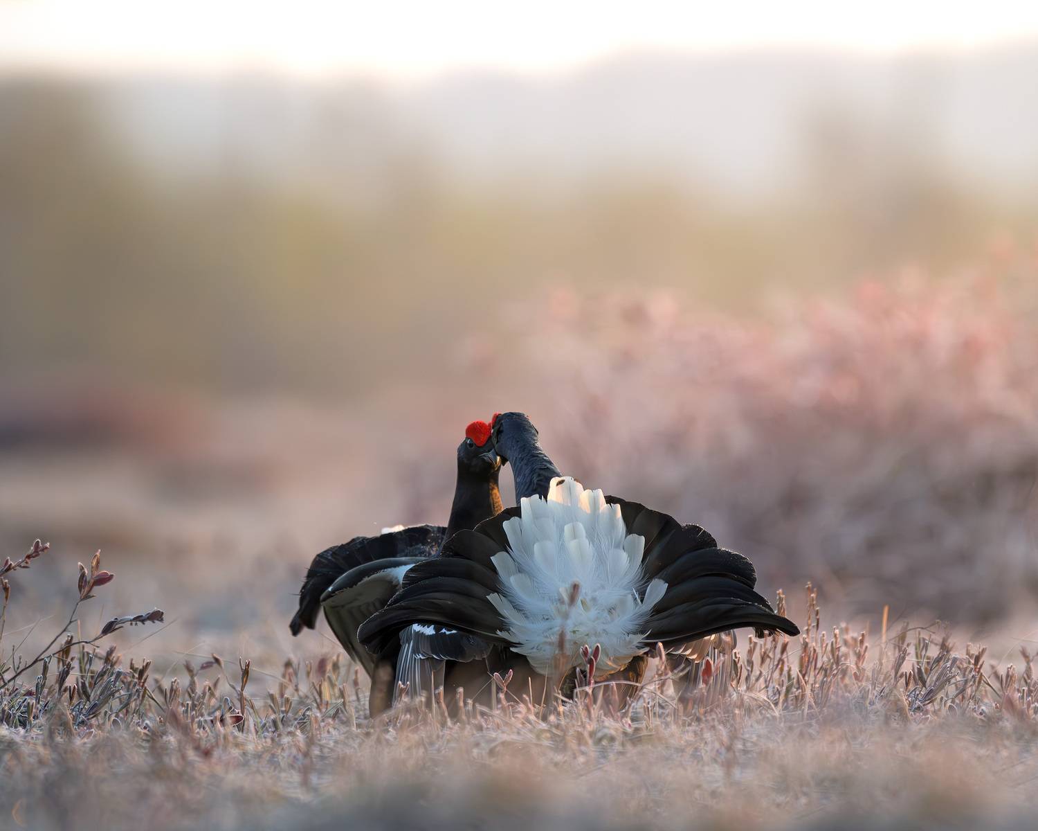 тетерев, ток, токование, птицы, фотоптиц, природа, весна, болото, лес, бердинг, бердвотчинг, фотоохота, birding, black grouse, countership display, birdwatching, wildlife, Михаил Ездаков