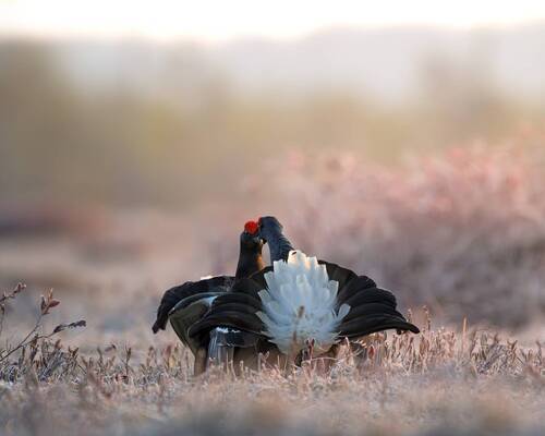 Тетерев на току