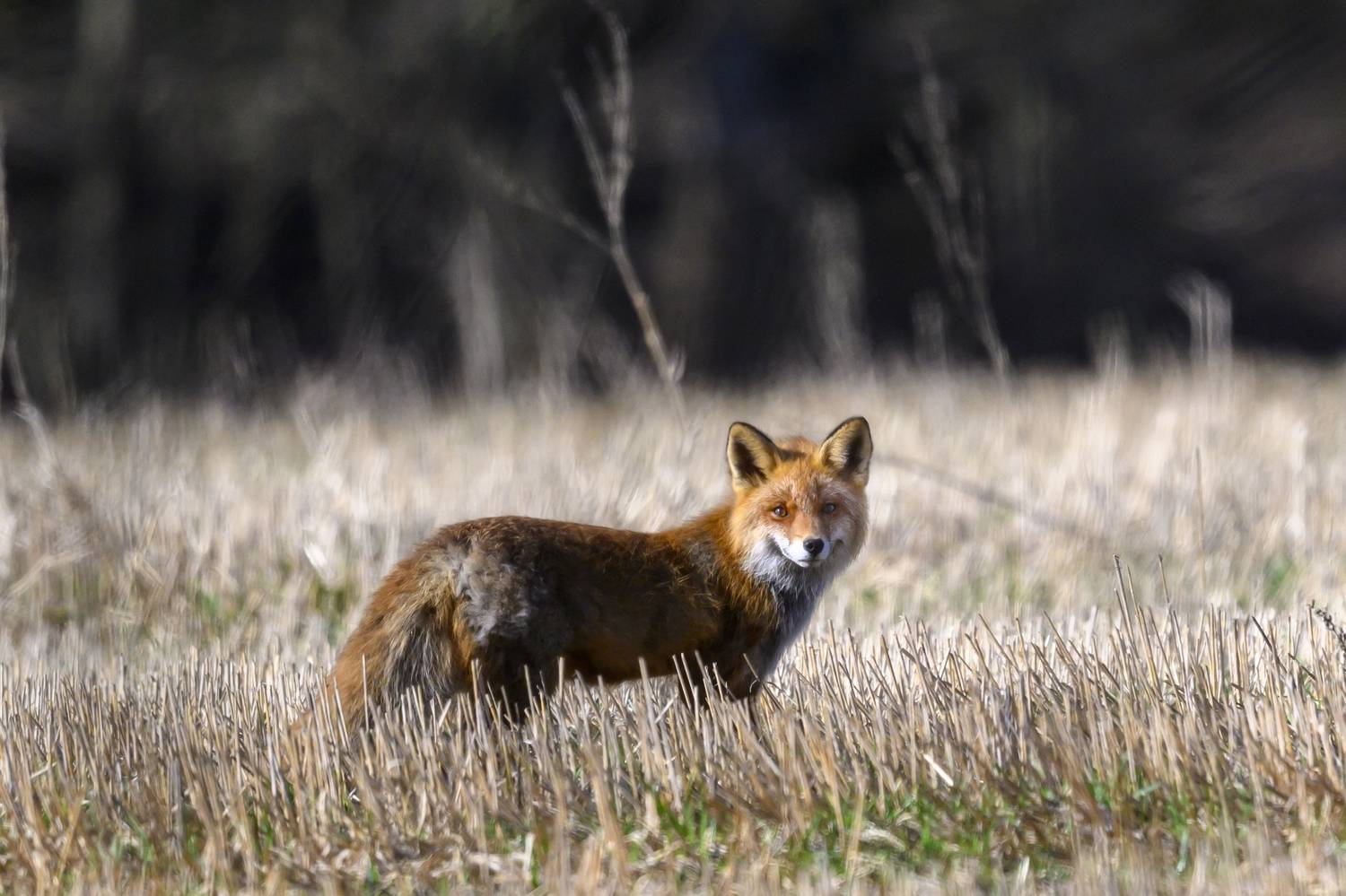 , Пупонин Сергей