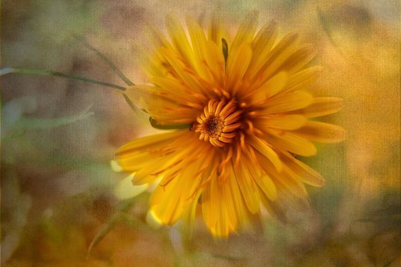 Одуванчик фото превью