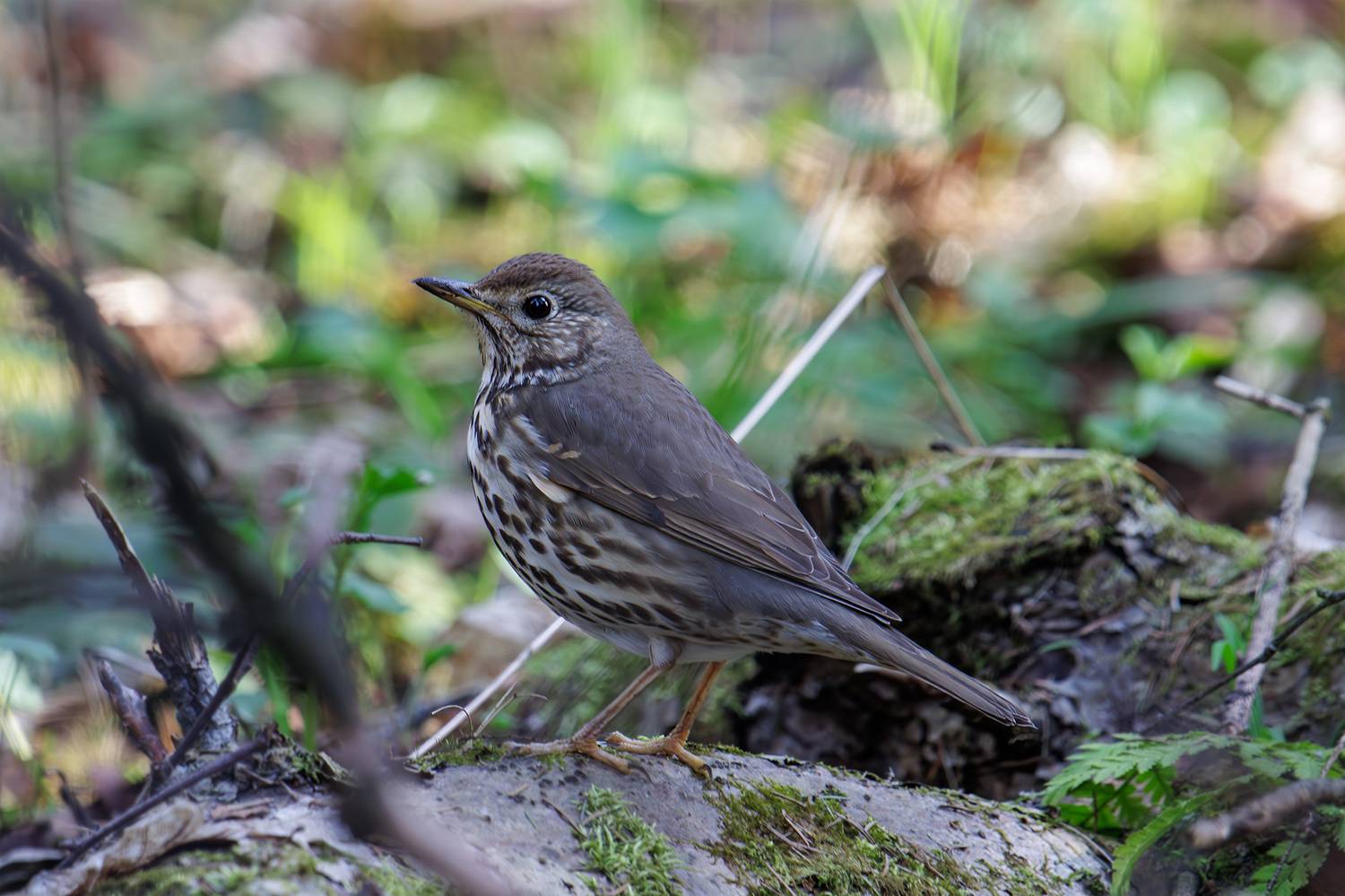 певчий дрозд, Морозов Сергей