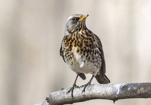 Дрозд рябинник