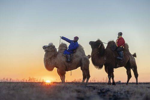 Mongolian camel winter festival