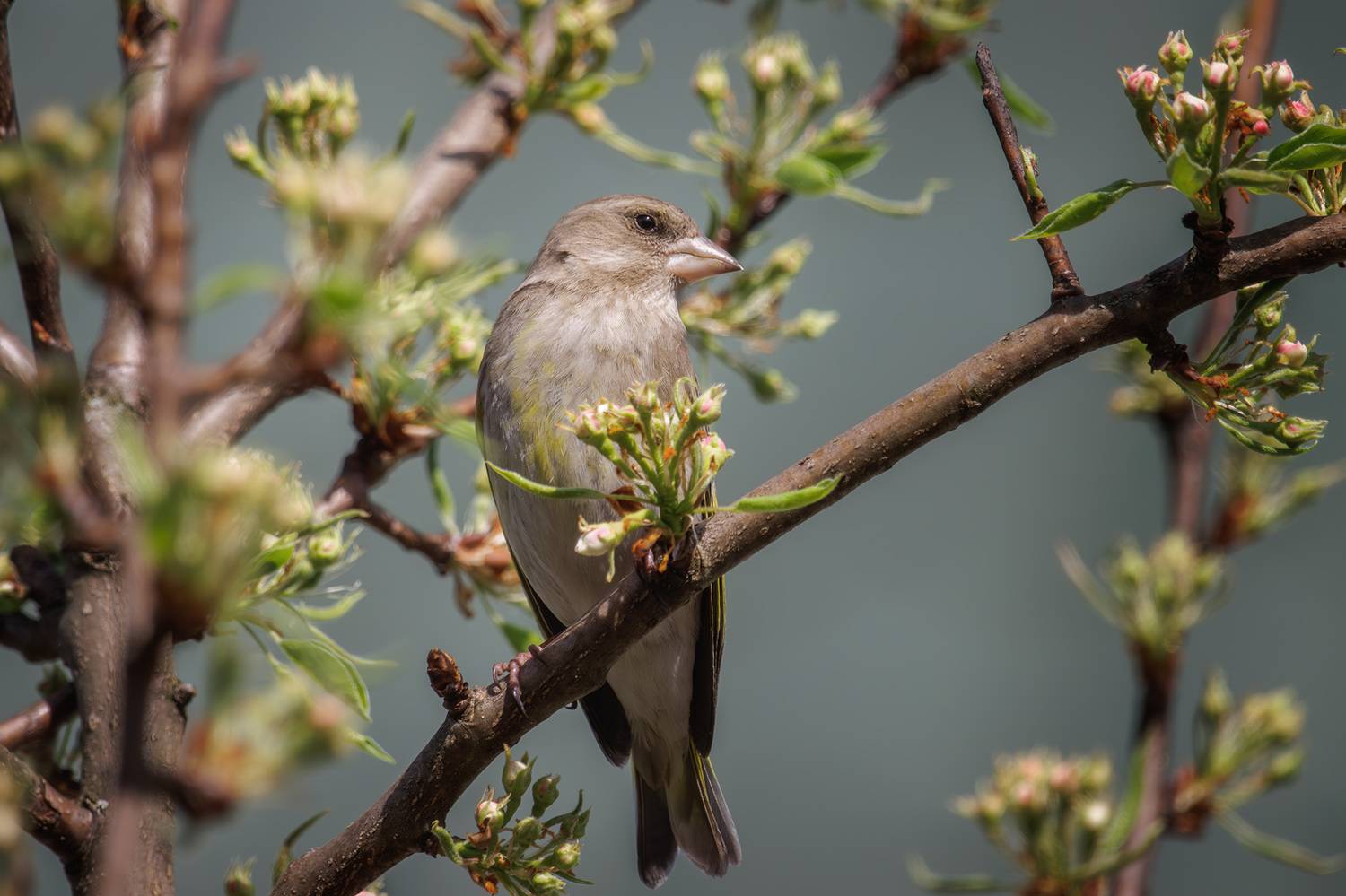 зеленушка, Морозов Сергей